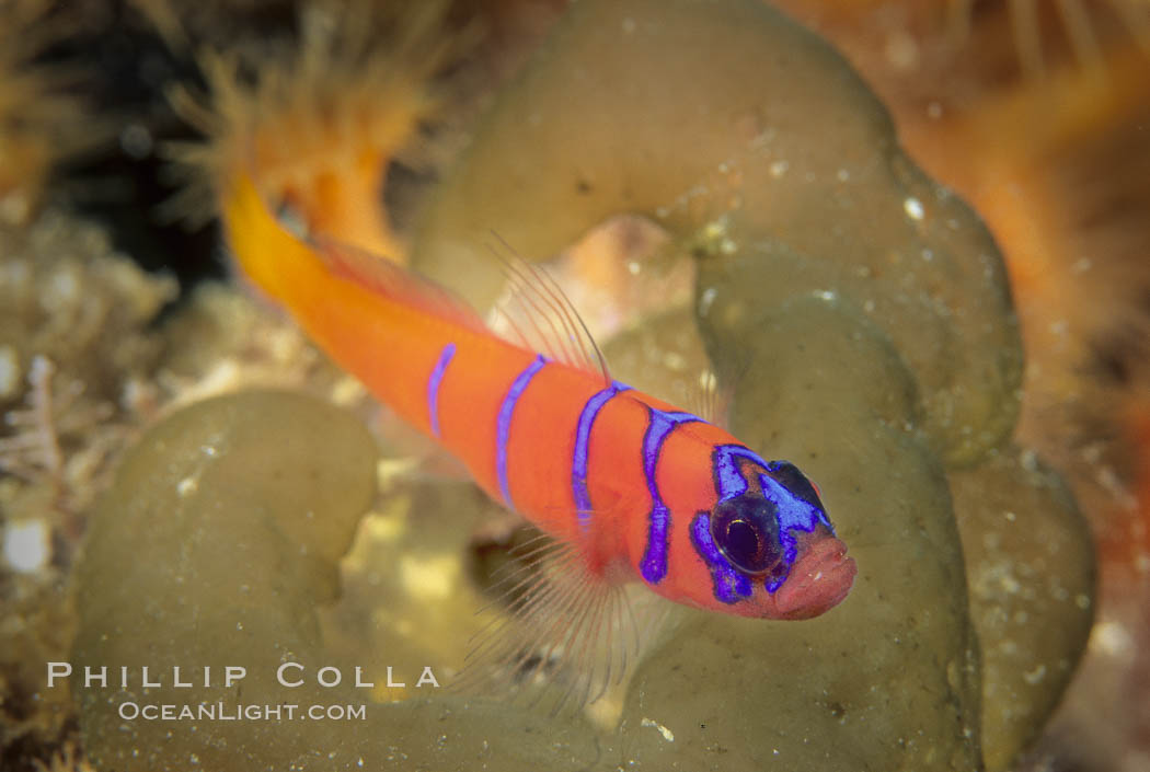 Blue-banded goby, Catalina island. Catalina Island, California, USA, Lythrypnus dalli, natural history stock photograph, photo id 02346