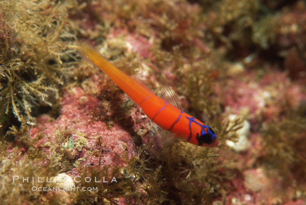 Bluebanded goby, Catalina. Catalina Island, California, USA, Lythrypnus dalli, natural history stock photograph, photo id 01944