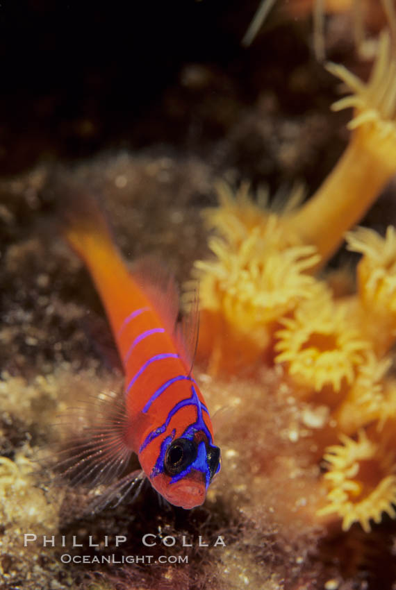 Bluebanded goby, Catalina. Catalina Island, California, USA, Lythrypnus dalli, natural history stock photograph, photo id 05148