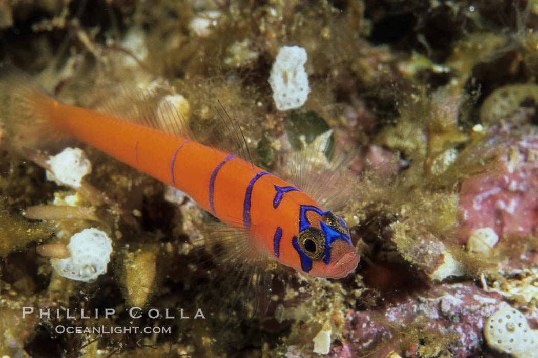 Bluebanded goby. Catalina Island, California, USA, Lythrypnus dalli, natural history stock photograph, photo id 04741