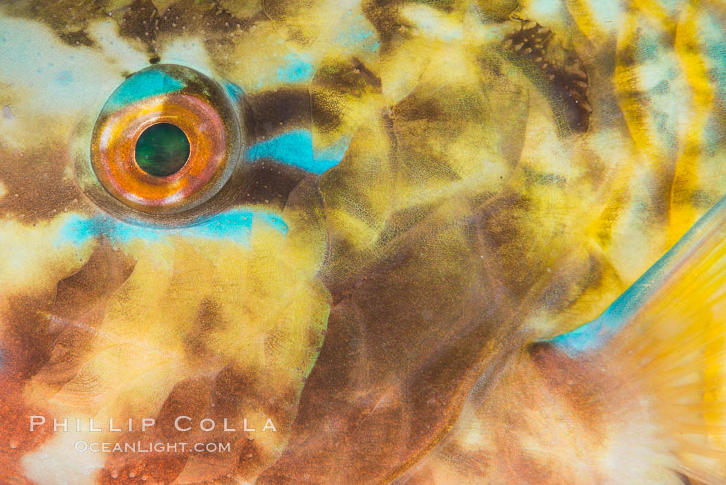 Bluechin Parrotfish Eye Detail, Scarus ghobban, Sea of Cortez. Isla Cayo, Baja California, Mexico, natural history stock photograph, photo id 33750
