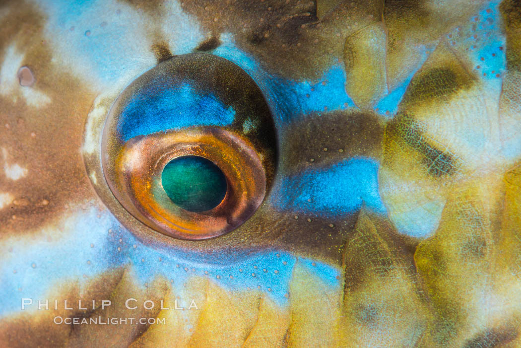 Bluechin Parrotfish Eye Detail, Scarus ghobban, Sea of Cortez. Isla Cayo, Baja California, Mexico, natural history stock photograph, photo id 33754