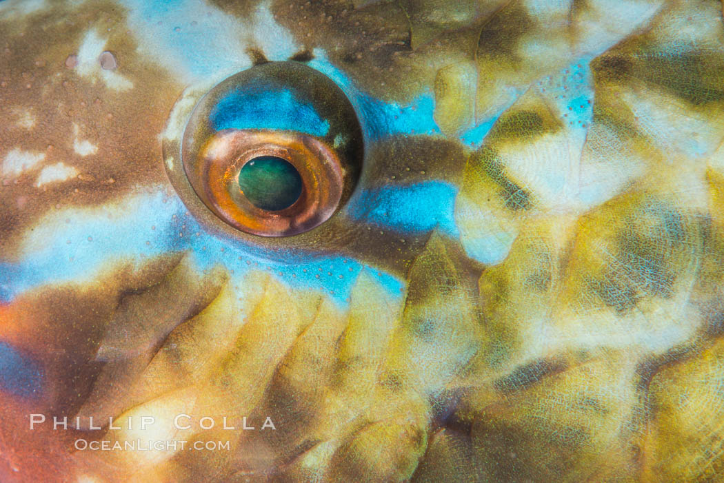 Bluechin Parrotfish Eye Detail, Scarus ghobban, Sea of Cortez. Isla Cayo, Baja California, Mexico, natural history stock photograph, photo id 33753