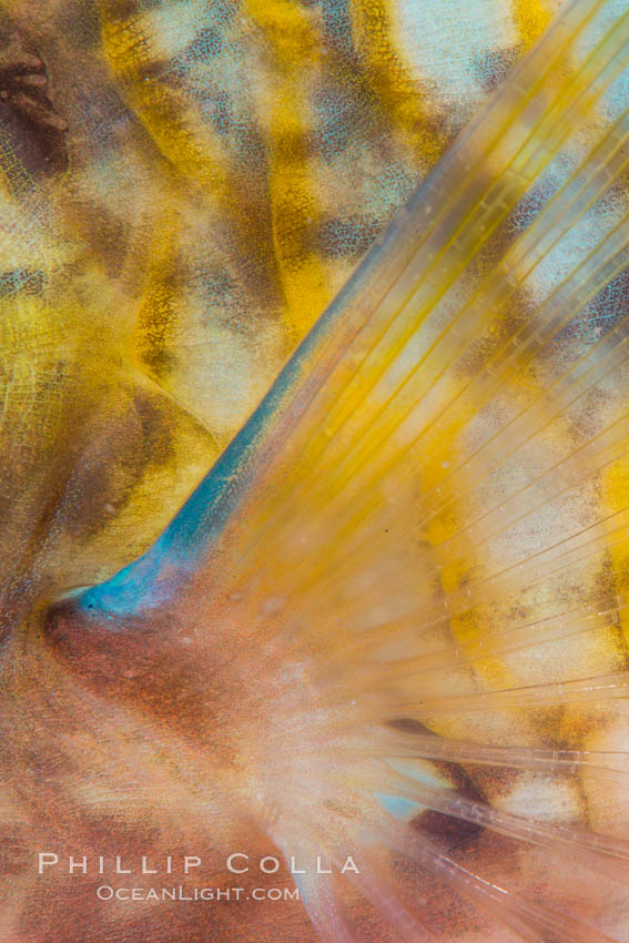 Bluechin Parrotfish Fin Detail, Scarus ghobban, Sea of Cortez. Isla Cayo, Baja California, Mexico, natural history stock photograph, photo id 33752