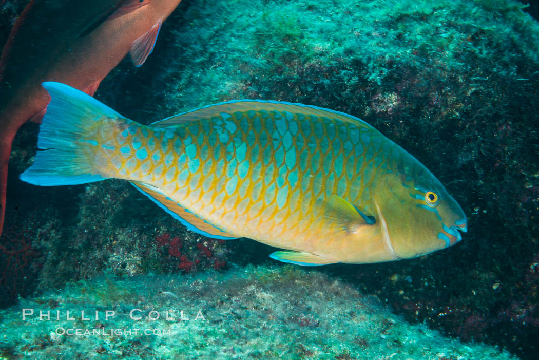 Bluechin Parrotfish, Scarus ghobban, Sea of Cortez. Isla San Diego, Baja California, Mexico, natural history stock photograph, photo id 33548