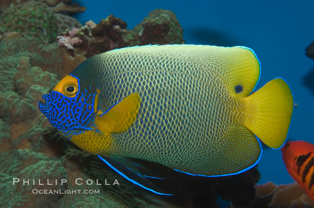 Blue face angelfish., Pomacanthus xanthometopon, natural history stock photograph, photo id 07854