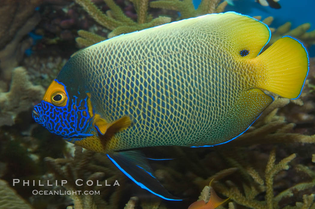 Blue face angelfish., Pomacanthus xanthometopon, natural history stock photograph, photo id 07852