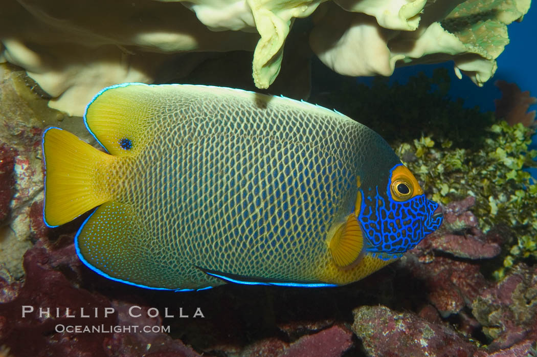 Blue face angelfish., Pomacanthus xanthometopon, natural history stock photograph, photo id 07856