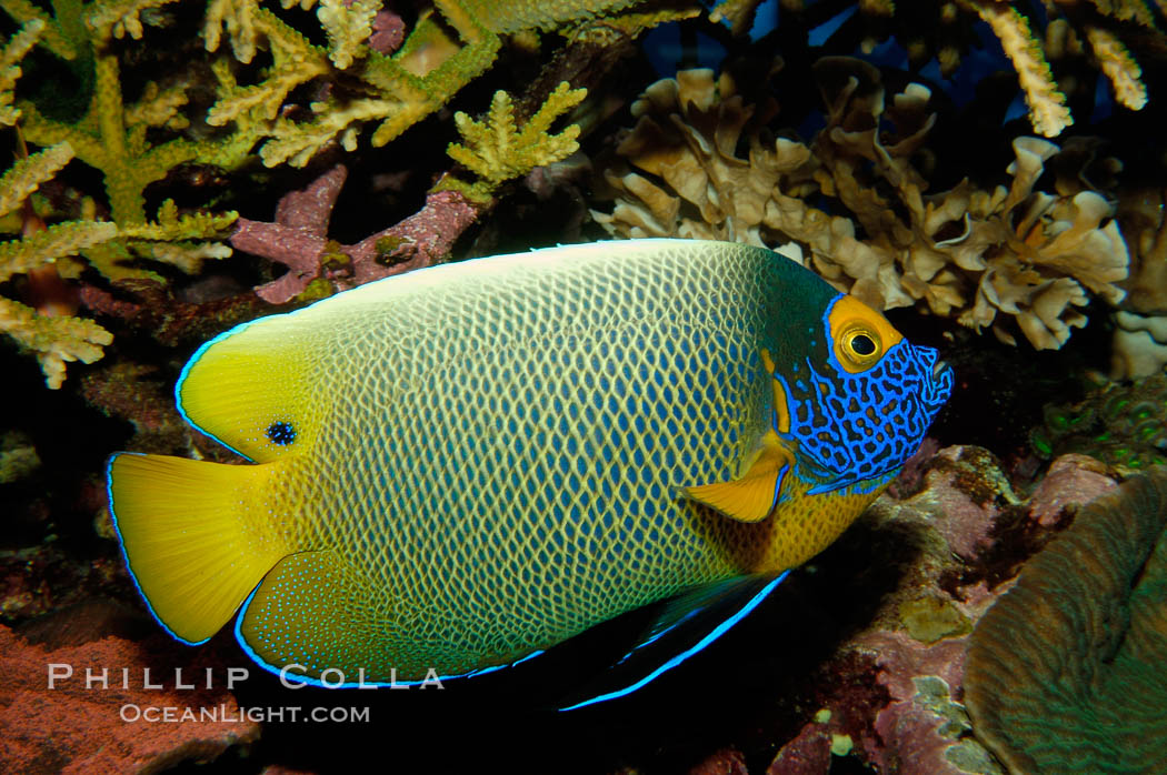 Blue face angelfish., Pomacanthus xanthometopon, natural history stock photograph, photo id 09456