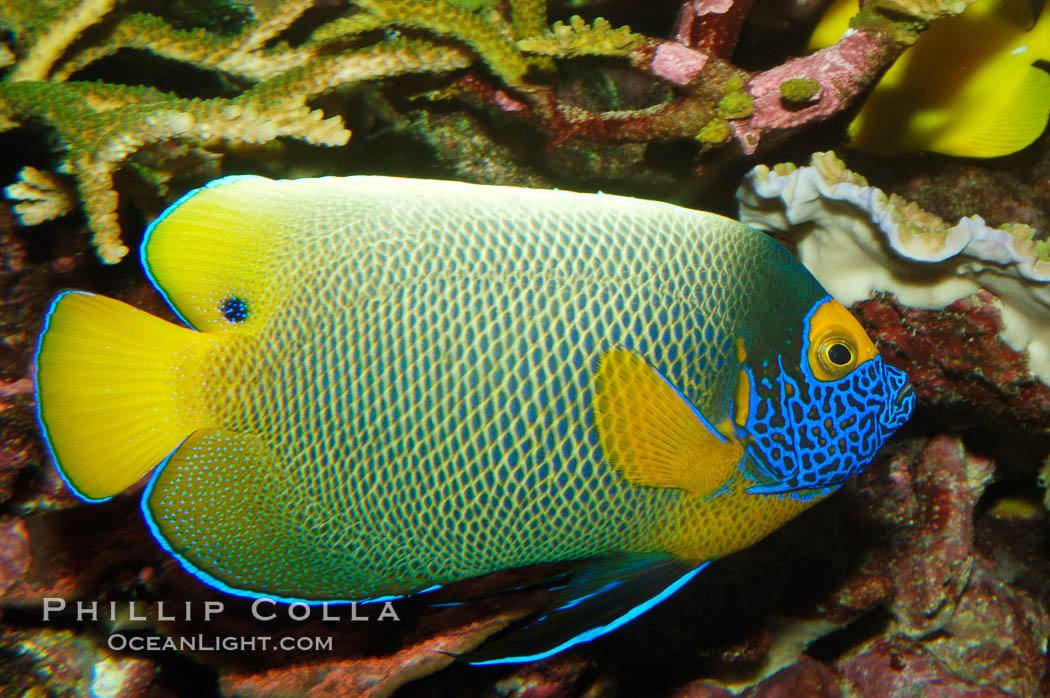 Blue face angelfish., Pomacanthus xanthometopon, natural history stock photograph, photo id 08663