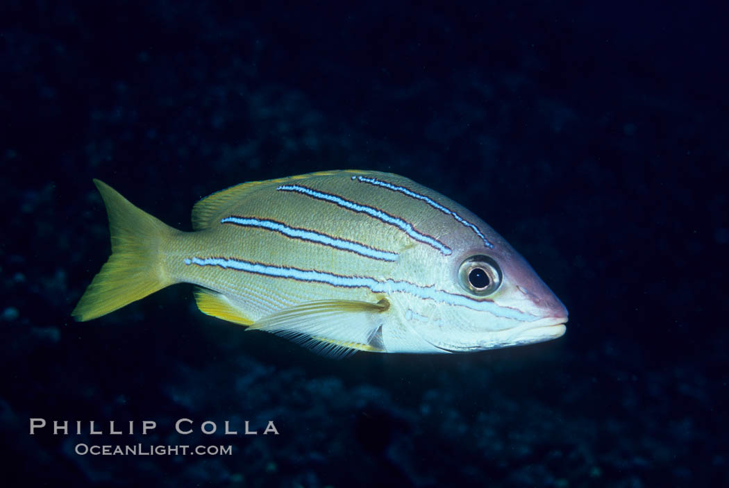 Bluestripe snapper. Maui, Hawaii, USA, Lutjanus kasmira, natural history stock photograph, photo id 05199