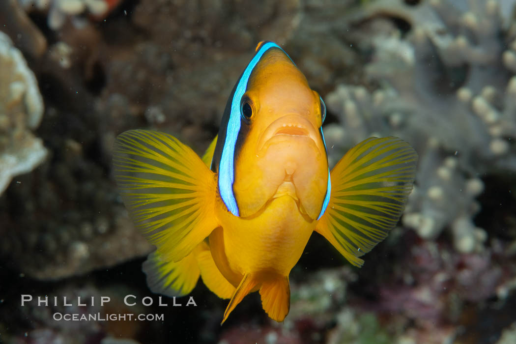 Bluestripe clownfish, Amphiprion chrysopterus, Fiji., Amphiprion chrysopterus, natural history stock photograph, photo id 34826