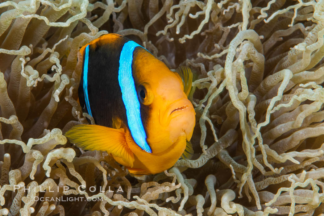 Bluestripe clownfish, Amphiprion chrysopterus, Fiji., Amphiprion chrysopterus, natural history stock photograph, photo id 34992