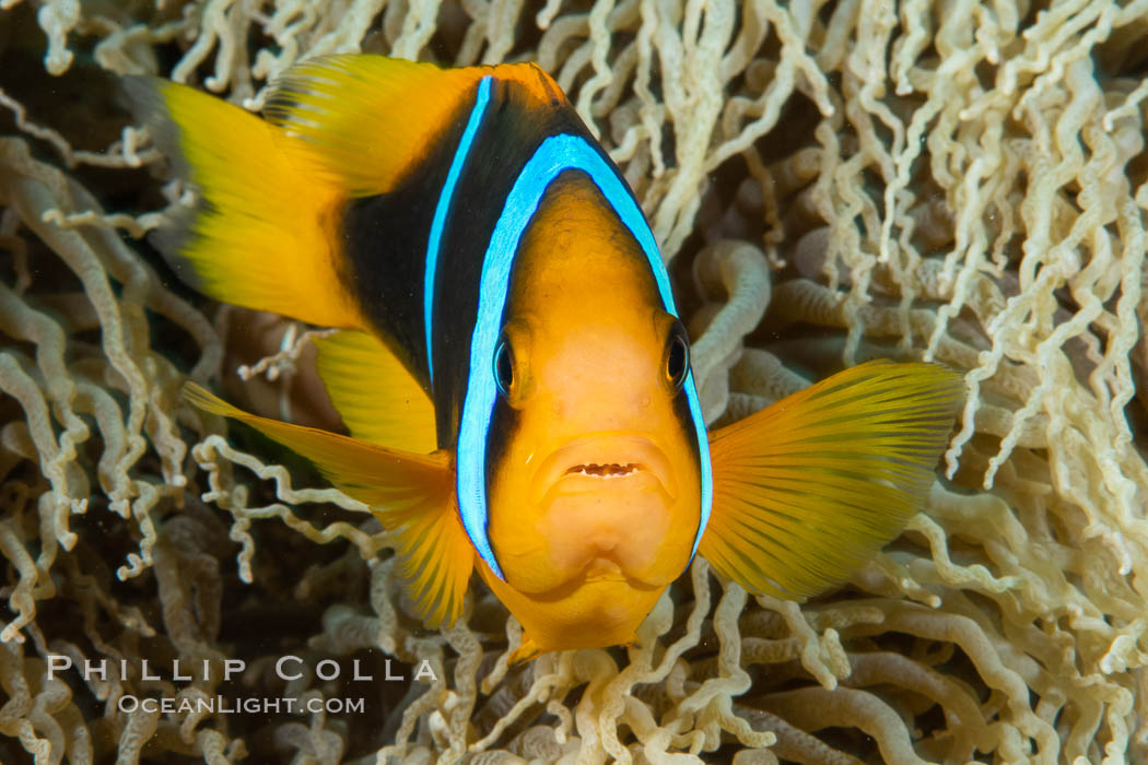 Bluestripe clownfish, Amphiprion chrysopterus, Fiji, Amphiprion chrysopterus