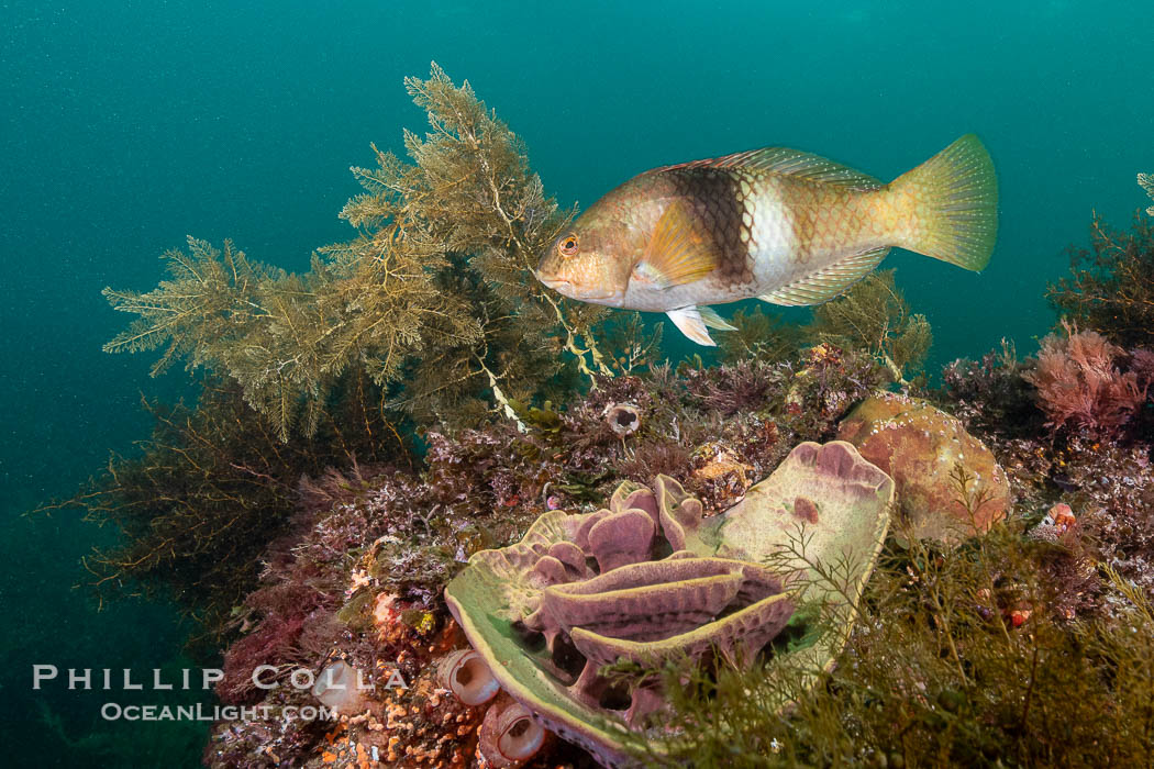 Bluethroat Wrasse, Notolabrus tetricus, Adult Female, Kangaroo Island, South Australia., Notolabrus tetricus, natural history stock photograph, photo id 39259