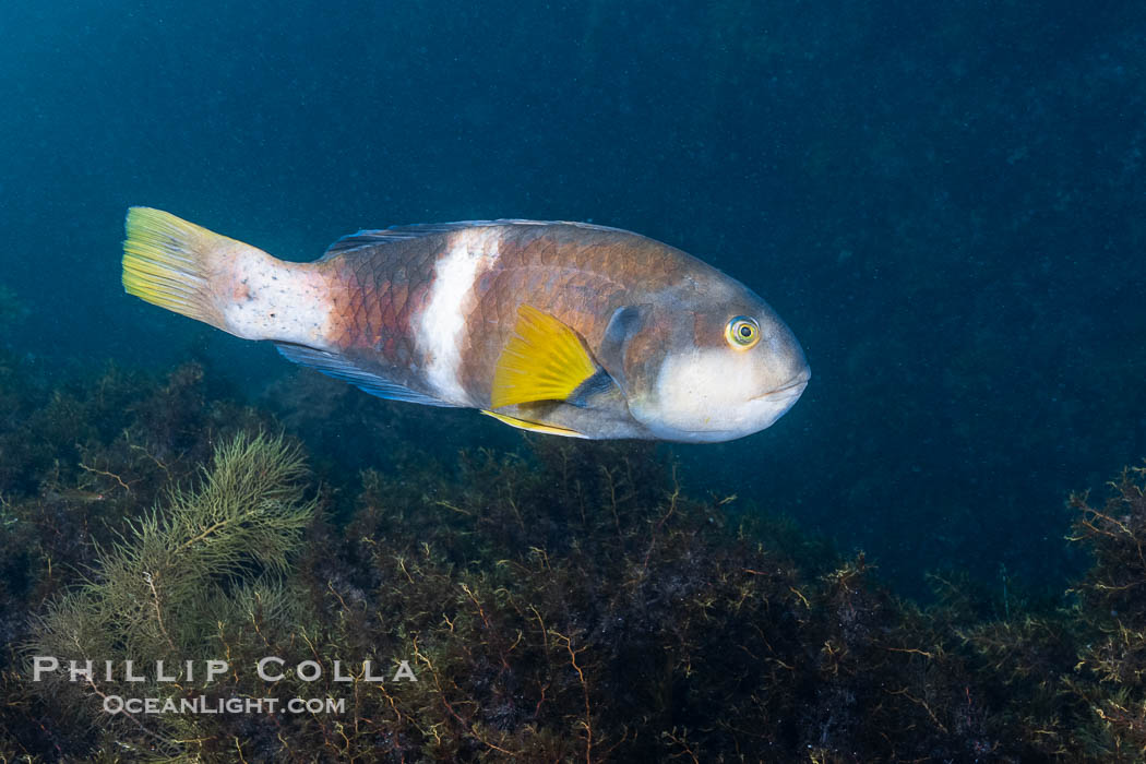 Bluethroat Wrasse, Notolabrus tetricus, Adult Male, Kangaroo Island, South Australia., Notolabrus tetricus, natural history stock photograph, photo id 39238