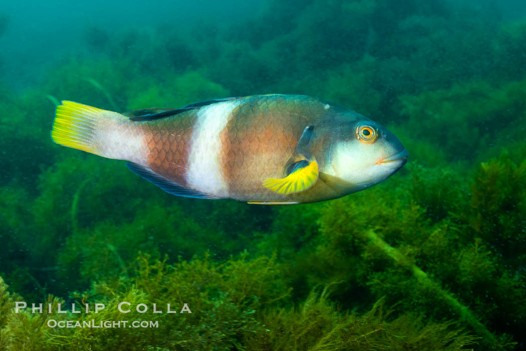 Bluethroat Wrasse, Notolabrus tetricus, Adult Male, Kangaroo Island, South Australia., Notolabrus tetricus, natural history stock photograph, photo id 39227