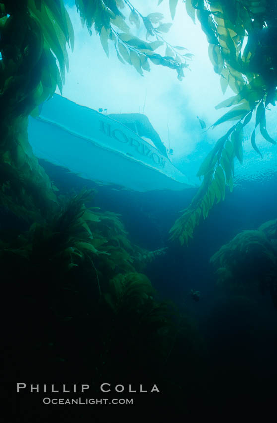 Boat Horizon anchored in kelp forest. San Clemente Island, California, USA, natural history stock photograph, photo id 06277