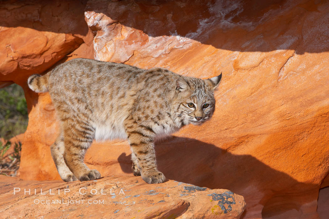 Bobcat.  Bobcats are found throughout North America from southern Canada to southern Mexico. In the United States population densities are much higher in the southeastern region than in the western states. Bobcats can be found in a variety of habitats, including forests, semi-deserts, mountains, and brushland. They sleep in hidden dens, often in hollow trees, thickets, or rocky crevices., Lynx rufus, natural history stock photograph, photo id 12122