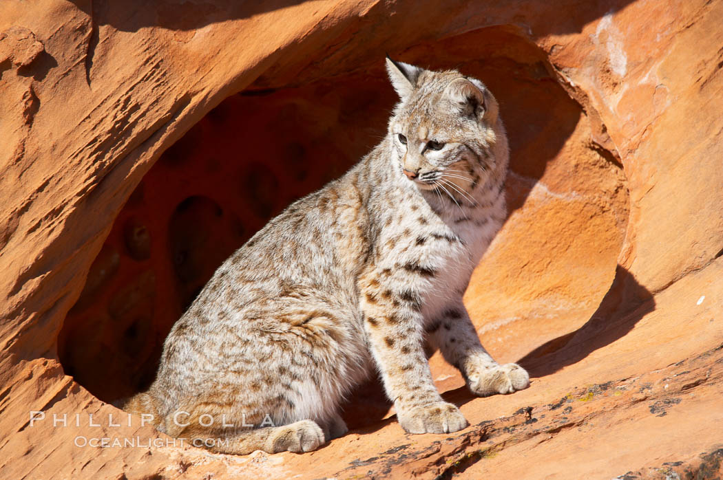 Bobcat.  Bobcats are found throughout North America from southern Canada to southern Mexico. In the United States population densities are much higher in the southeastern region than in the western states. Bobcats can be found in a variety of habitats, including forests, semi-deserts, mountains, and brushland. They sleep in hidden dens, often in hollow trees, thickets, or rocky crevices., Lynx rufus, natural history stock photograph, photo id 12134