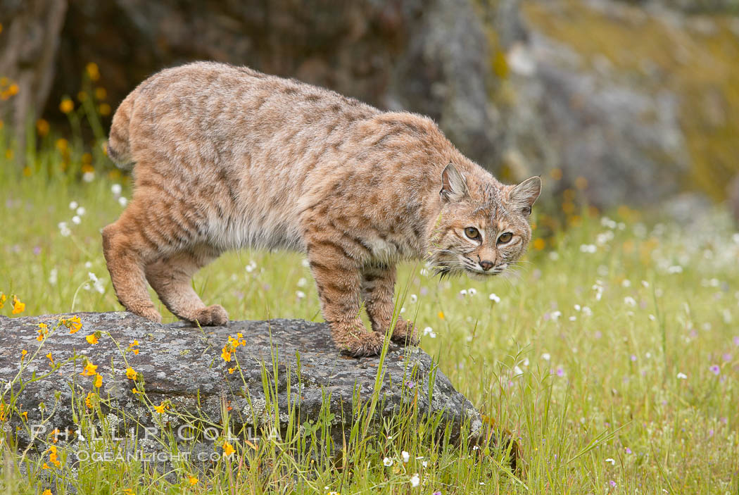 Bobcat, Sierra Nevada foothills, Mariposa, California., Lynx rufus, natural history stock photograph, photo id 15914