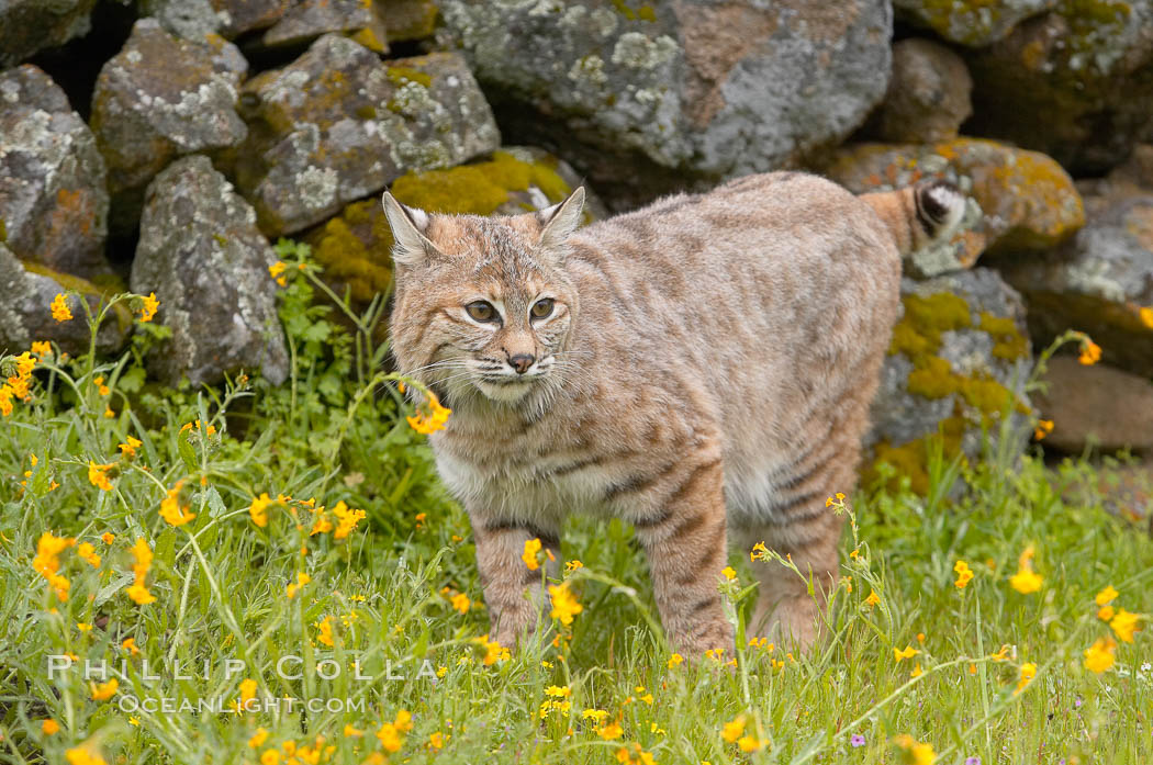 Bobcat, Sierra Nevada foothills, Mariposa, California., Lynx rufus, natural history stock photograph, photo id 15918