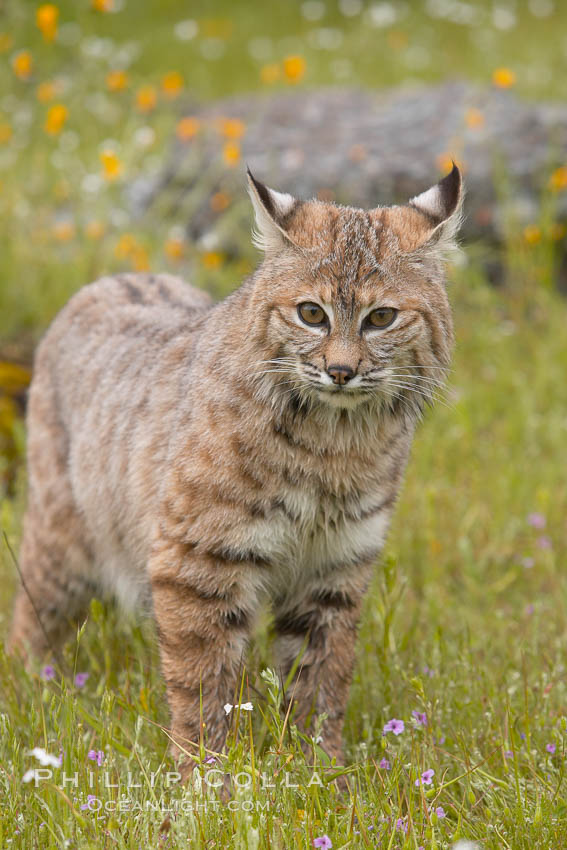 Bobcat, Sierra Nevada foothills, Mariposa, California., Lynx rufus, natural history stock photograph, photo id 15922