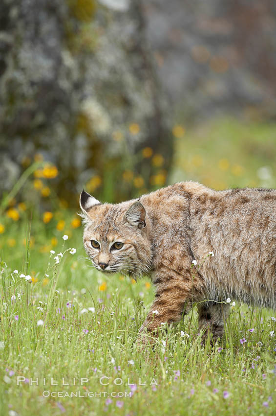 Bobcat, Sierra Nevada foothills, Mariposa, California., Lynx rufus, natural history stock photograph, photo id 15930