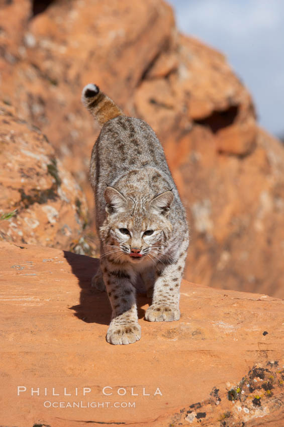 Bobcat.  Bobcats are found throughout North America from southern Canada to southern Mexico. In the United States population densities are much higher in the southeastern region than in the western states. Bobcats can be found in a variety of habitats, including forests, semi-deserts, mountains, and brushland. They sleep in hidden dens, often in hollow trees, thickets, or rocky crevices., Lynx rufus, natural history stock photograph, photo id 12124