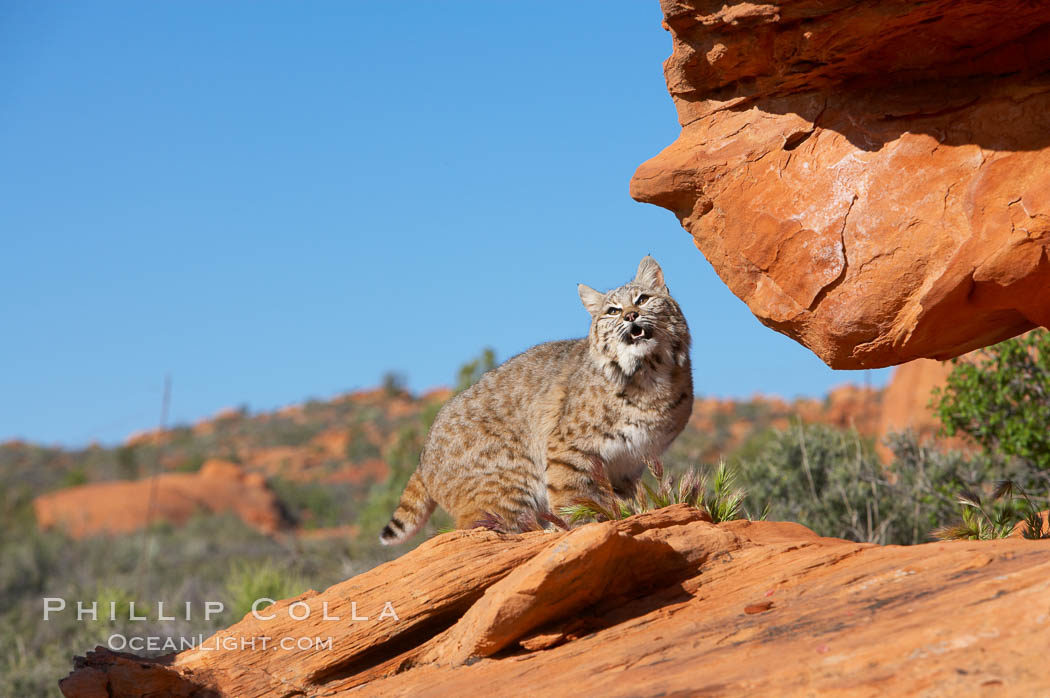 Bobcat.  Bobcats are found throughout North America from southern Canada to southern Mexico. In the United States population densities are much higher in the southeastern region than in the western states. Bobcats can be found in a variety of habitats, including forests, semi-deserts, mountains, and brushland. They sleep in hidden dens, often in hollow trees, thickets, or rocky crevices., Lynx rufus, natural history stock photograph, photo id 12132