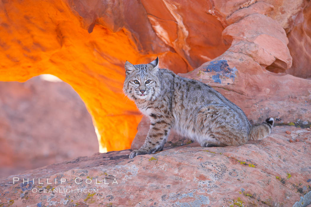 Bobcat.  Bobcats are found throughout North America from southern Canada to southern Mexico. In the United States population densities are much higher in the southeastern region than in the western states. Bobcats can be found in a variety of habitats, including forests, semi-deserts, mountains, and brushland. They sleep in hidden dens, often in hollow trees, thickets, or rocky crevices., Lynx rufus, natural history stock photograph, photo id 12136