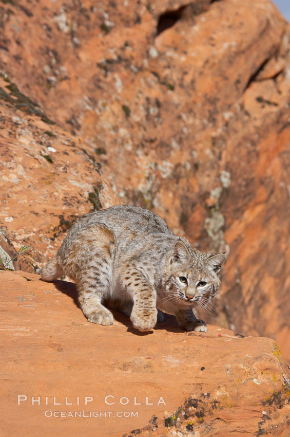 Bobcat.  Bobcats are found throughout North America from southern Canada to southern Mexico. In the United States population densities are much higher in the southeastern region than in the western states. Bobcats can be found in a variety of habitats, including forests, semi-deserts, mountains, and brushland. They sleep in hidden dens, often in hollow trees, thickets, or rocky crevices., Lynx rufus, natural history stock photograph, photo id 12144