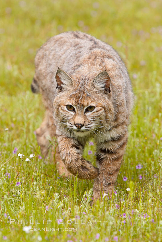 Bobcat, Sierra Nevada foothills, Mariposa, California., Lynx rufus, natural history stock photograph, photo id 15920