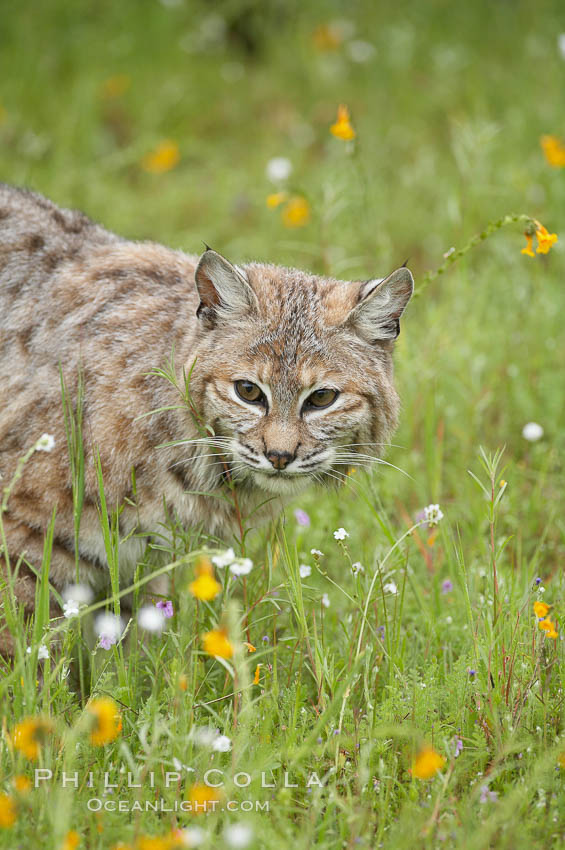 Bobcat, Sierra Nevada foothills, Mariposa, California., Lynx rufus, natural history stock photograph, photo id 15924