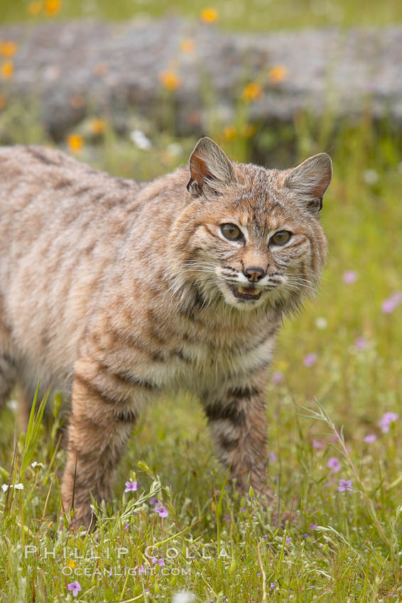 Bobcat, Sierra Nevada foothills, Mariposa, California., Lynx rufus, natural history stock photograph, photo id 15928