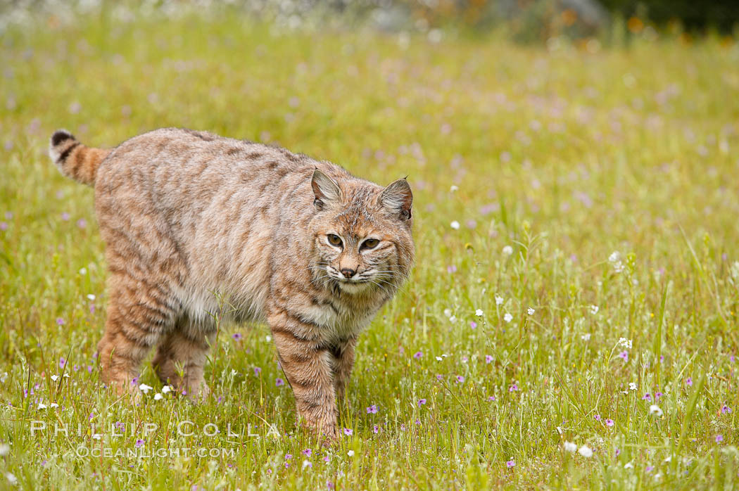 Bobcat, Sierra Nevada foothills, Mariposa, California., Lynx rufus, natural history stock photograph, photo id 15932