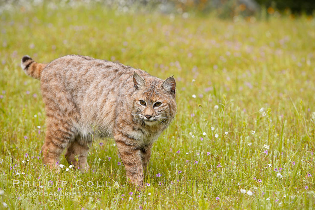 Bobcat, Sierra Nevada foothills, Mariposa, California., Lynx rufus, natural history stock photograph, photo id 15932