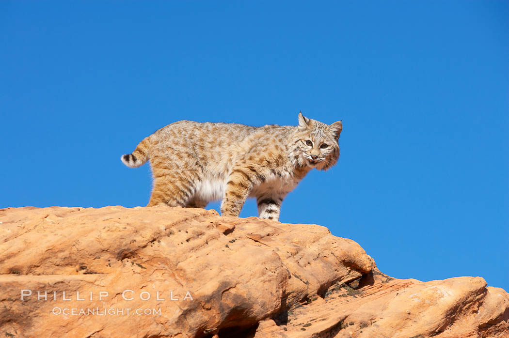 Bobcat.  Bobcats are found throughout North America from southern Canada to southern Mexico. In the United States population densities are much higher in the southeastern region than in the western states. Bobcats can be found in a variety of habitats, including forests, semi-deserts, mountains, and brushland. They sleep in hidden dens, often in hollow trees, thickets, or rocky crevices., Lynx rufus, natural history stock photograph, photo id 12123