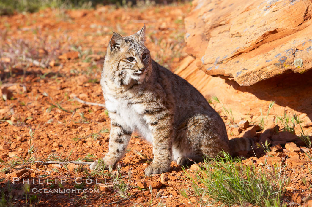 Bobcat.  Bobcats are found throughout North America from southern Canada to southern Mexico. In the United States population densities are much higher in the southeastern region than in the western states. Bobcats can be found in a variety of habitats, including forests, semi-deserts, mountains, and brushland. They sleep in hidden dens, often in hollow trees, thickets, or rocky crevices., Lynx rufus, natural history stock photograph, photo id 12131