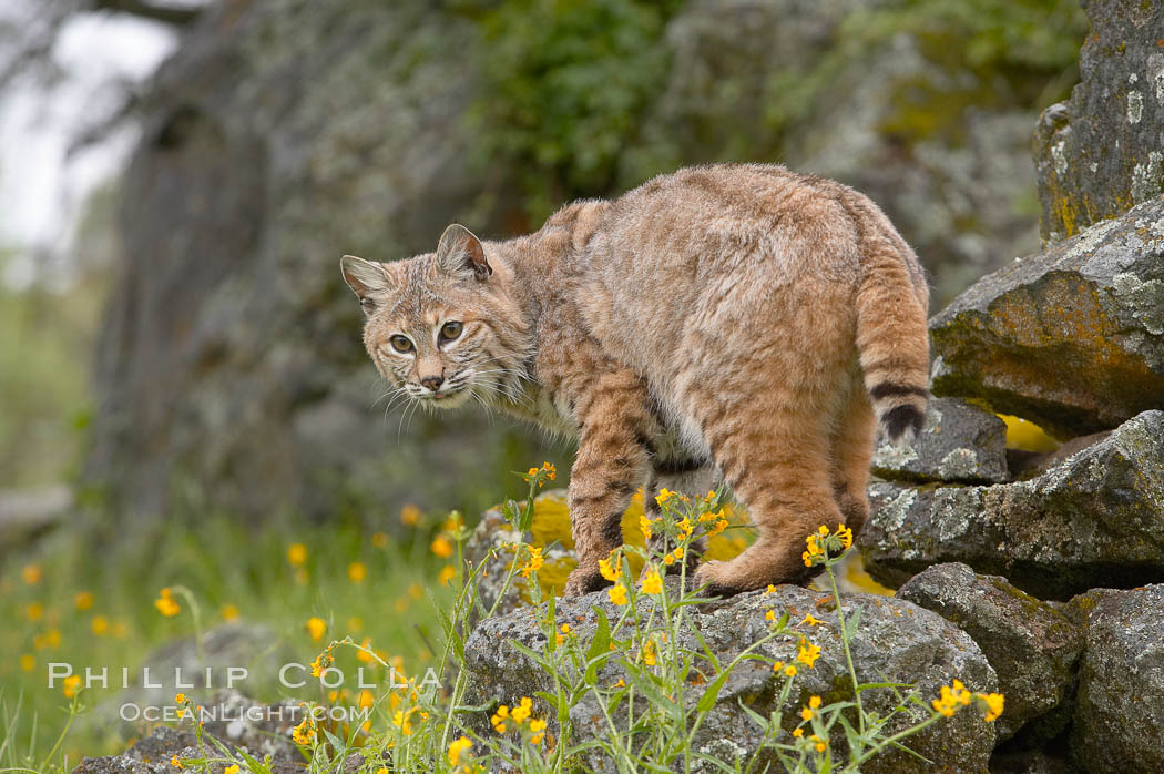 Bobcat, Sierra Nevada foothills, Mariposa, California., Lynx rufus, natural history stock photograph, photo id 15915