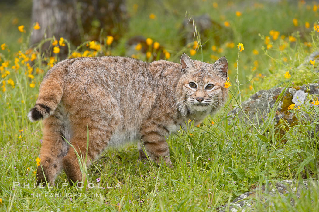 Bobcat, Sierra Nevada foothills, Mariposa, California., Lynx rufus, natural history stock photograph, photo id 15919