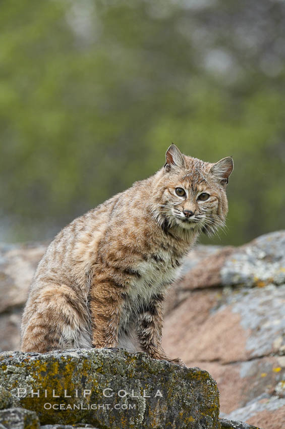 Bobcat, Sierra Nevada foothills, Mariposa, California., Lynx rufus, natural history stock photograph, photo id 15923