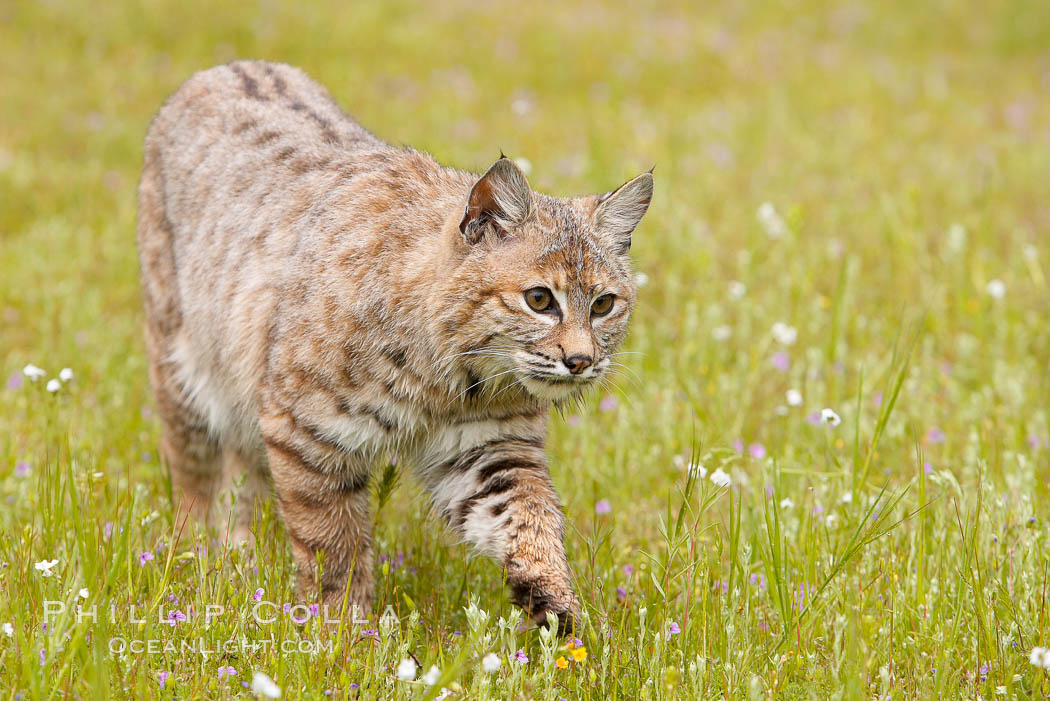 Bobcat, Sierra Nevada foothills, Mariposa, California., Lynx rufus, natural history stock photograph, photo id 15927
