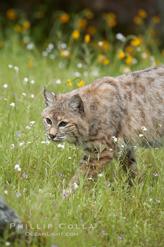 Bobcat, Sierra Nevada foothills, Mariposa, California., Lynx rufus, natural history stock photograph, photo id 15931
