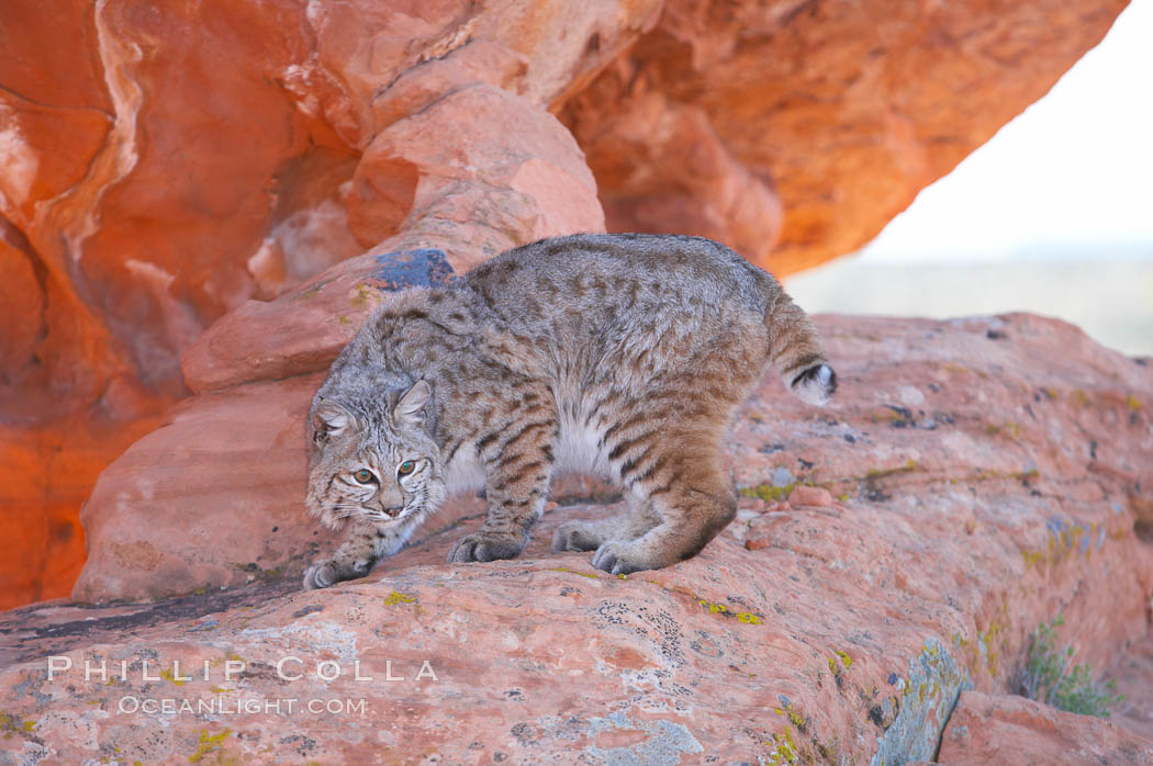 Bobcat.  Bobcats are found throughout North America from southern Canada to southern Mexico. In the United States population densities are much higher in the southeastern region than in the western states. Bobcats can be found in a variety of habitats, including forests, semi-deserts, mountains, and brushland. They sleep in hidden dens, often in hollow trees, thickets, or rocky crevices., Lynx rufus, natural history stock photograph, photo id 12129