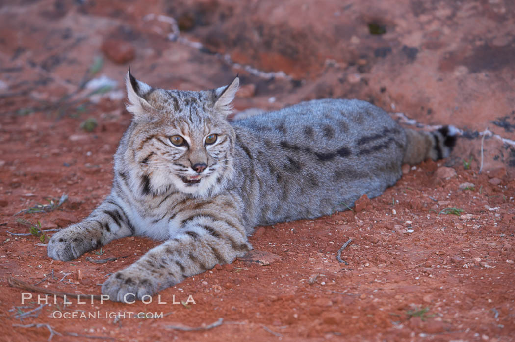 Bobcat.  Bobcats are found throughout North America from southern Canada to southern Mexico. In the United States population densities are much higher in the southeastern region than in the western states. Bobcats can be found in a variety of habitats, including forests, semi-deserts, mountains, and brushland. They sleep in hidden dens, often in hollow trees, thickets, or rocky crevices., Lynx rufus, natural history stock photograph, photo id 12133