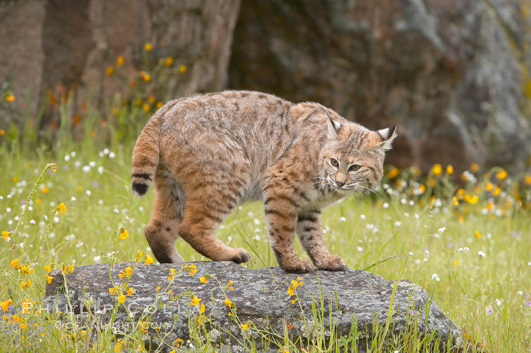 Bobcat, Sierra Nevada foothills, Mariposa, California., Lynx rufus, natural history stock photograph, photo id 15917