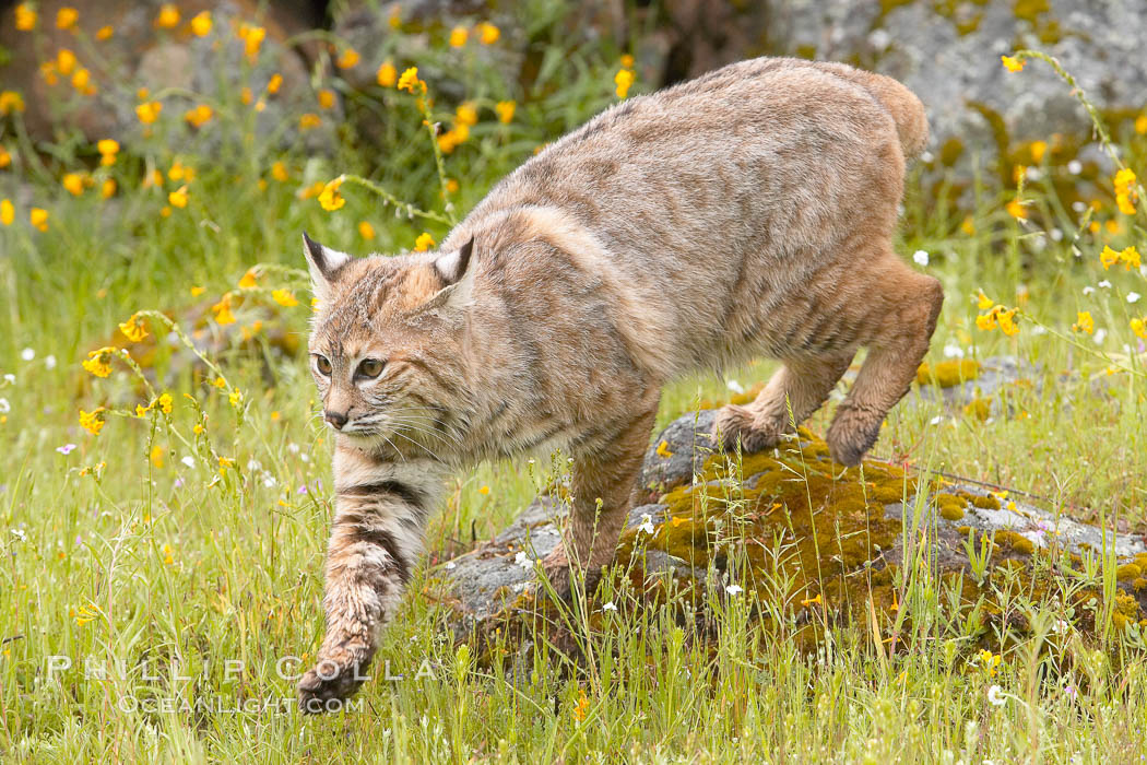 Bobcat, Sierra Nevada foothills, Mariposa, California., Lynx rufus, natural history stock photograph, photo id 15921