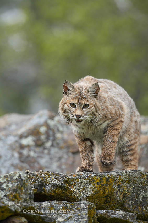Bobcat, Sierra Nevada foothills, Mariposa, California., Lynx rufus, natural history stock photograph, photo id 15925