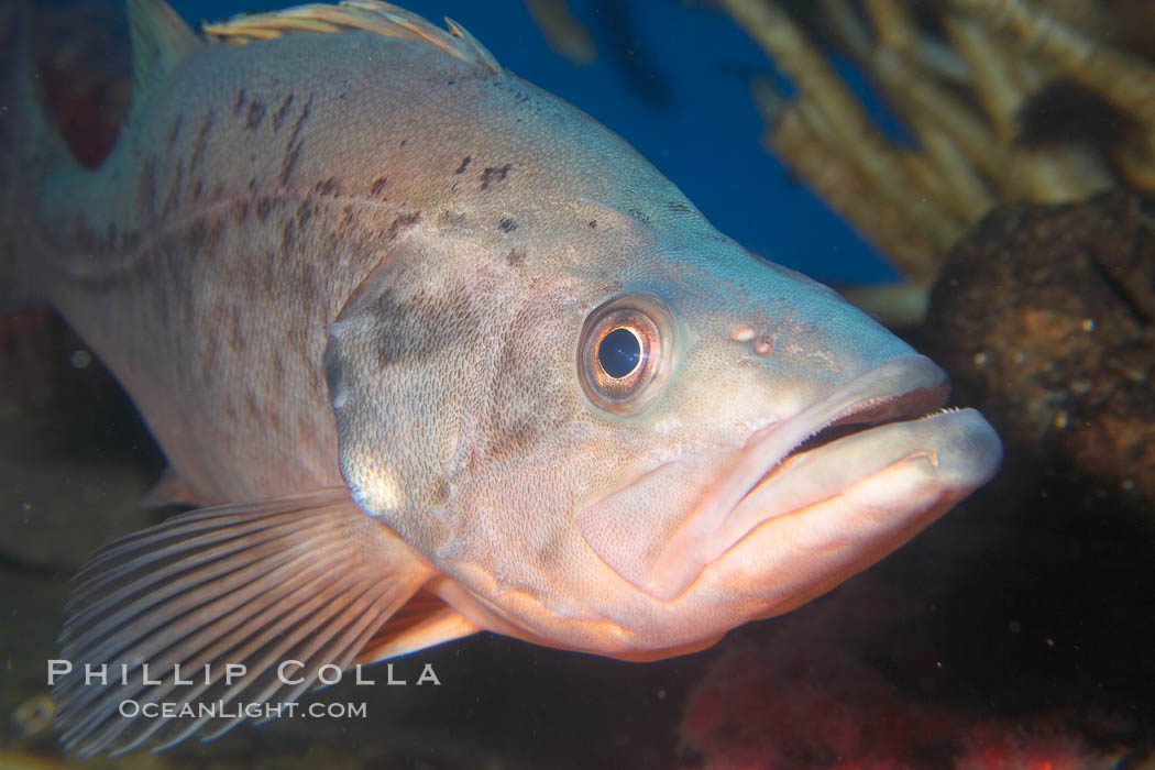 Bocaccio., Sebastes paucispinis, natural history stock photograph, photo id 14486